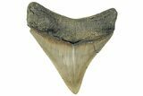 Serrated, Fossil Megalodon Tooth - North Carolina #295117-1